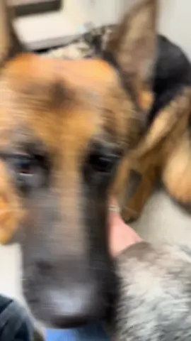 Her health is important. Catching a cyst early and having it removed is very valuable to the success of getting all of it. This showed up a little over a week ago and with her being pregnant it was important for me to figure out what’s going on with her now and not wait #skythegsd #germanshepherd #cyst #vetbills  #vomrichtergermanshepherds 