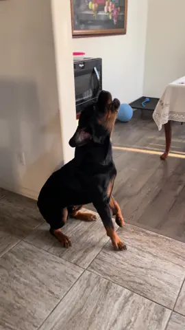 Hears the fire truck, can’t help but go “howl~”  #rottweiler #rottweilerlove #rottweilerlife #rottweilerdog #rottweilersoftiktok 