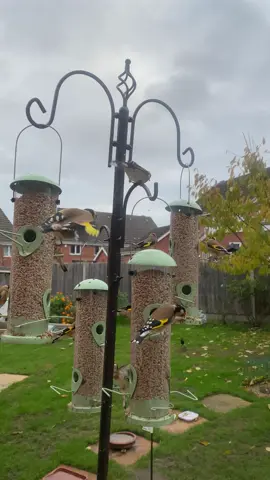 Feeding birds is a more than just a hobby.  It’s a kindness in action.  #creatorsearchinsights #foryoupage❤️❤️ #fyp #foryou 