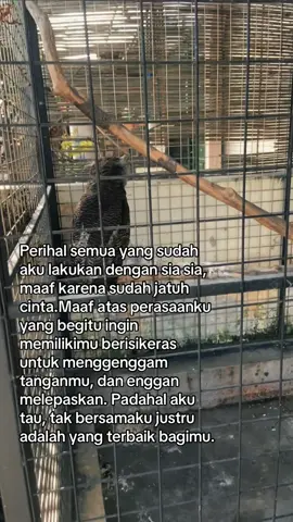 🙇🏻‍♂️#fyp #pyf #fyp #pyfffffffffffffffffffffffffffffffff #pyf 