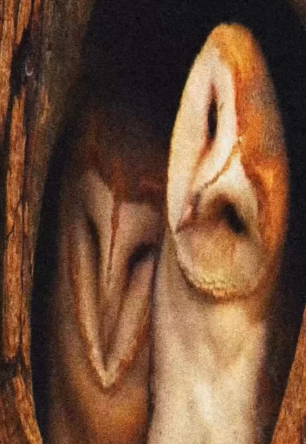 owls #owl #deftones #viral #pinkwoodz 