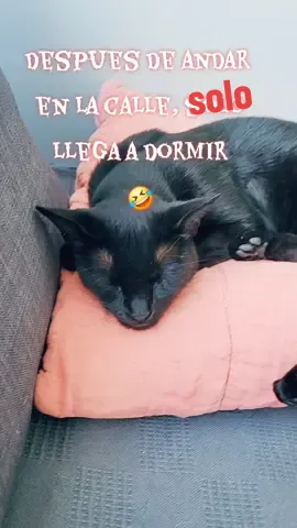 #happiness #cat #catsoftiktok 