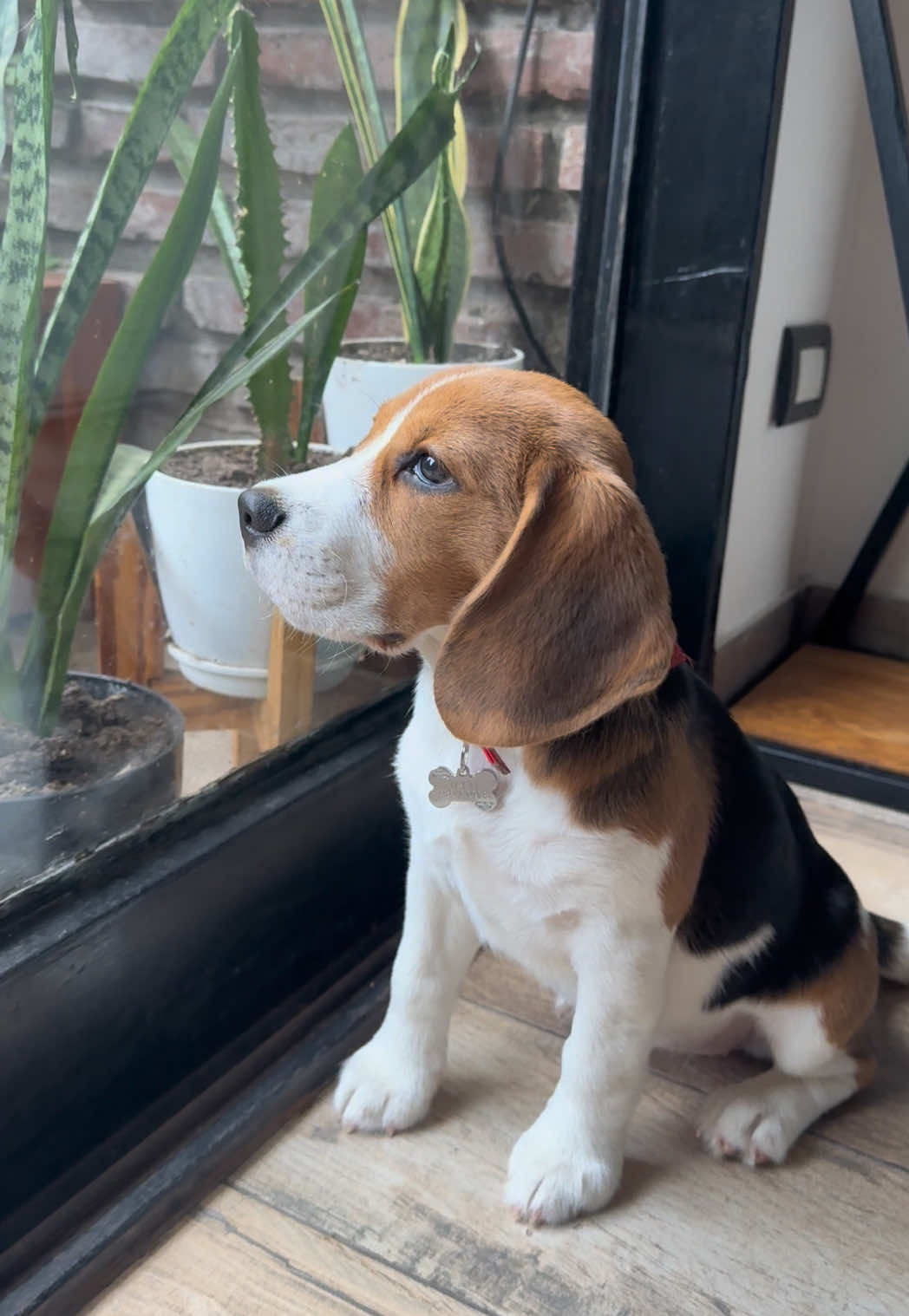 Cuando todavía te falta una vacuna para poder salir al mundo exterior🥲🫂 #puppy #beaglesoftiktok #PetsOfTikTok #fyp #dogsofttiktok 