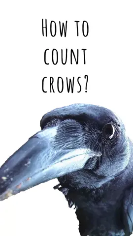 How to count crows #birdbuddy #birds #nature #funnyanimals 
