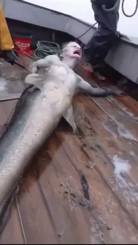 Fishermen Capture Unidentified Sea Creature Off the Coast Authorities Silent So Far #mermaid #mermaids #sea #ocean #fisherman 