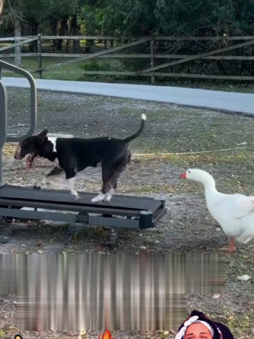 #dogloverforever  #perrosgraciosos  #firulais  #entretenimientoparati  #risasforyou 