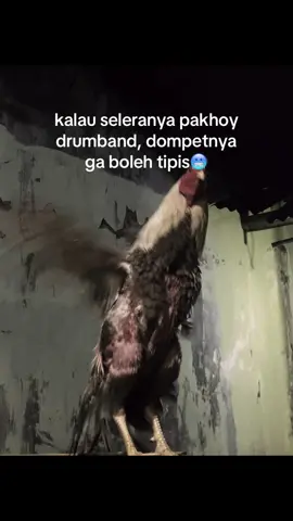 🥶 #ayampakhoy #ayambangkoksuper #ayambangkok 