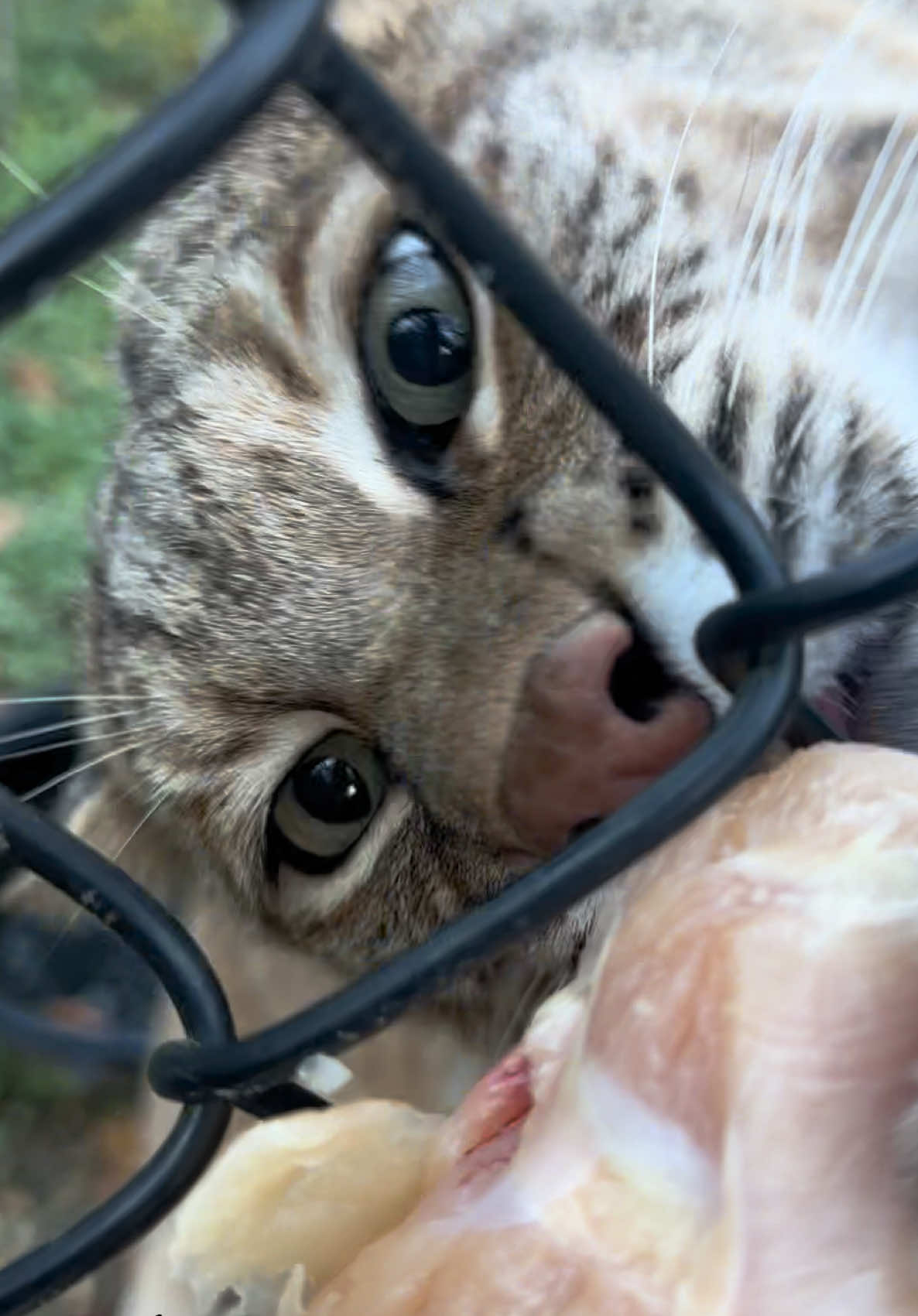 Manka and Meemie at dinner time! 🍽️  . . #cats #bobcats #dinnertime #animals #catsoftiktok 