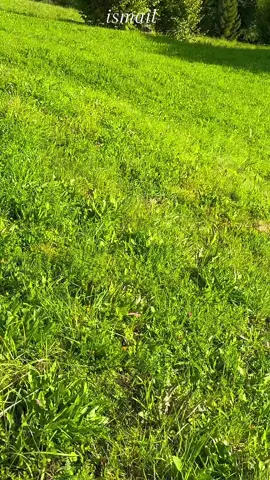 #creatorsearchinsights #beautifull #switzerland #growmyaccount #100kfollowers 