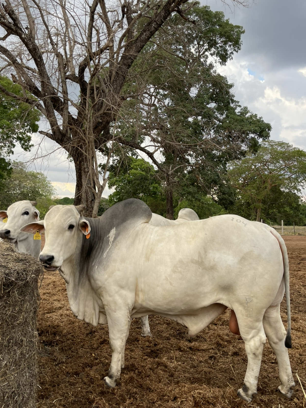 Nelore Pintado 🐂🚀🇧🇷 #nelore #pintado #agro #tocantins 