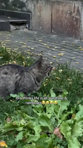 and shes right😒 #fypp #catsoftiktok 