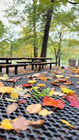 Relaxing walk in New York, Autumn 🍂 #halloween #pumpkin #fall #nyc #usa🇺🇸 