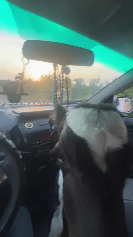 #مشاءالله🧿 #ابوچوسيان #🤣🤣 #