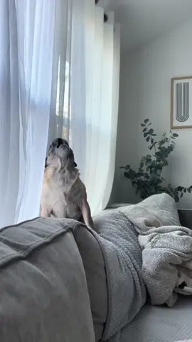 gotta raise my paw for max effort during my screams 🤓 #dog #dogsoftiktok #fyp #pug 