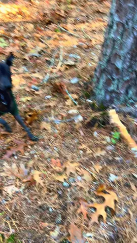 Xolito loves sticks . #dogsofttiktok #xolos#outdoor #dogwalk #homestead 