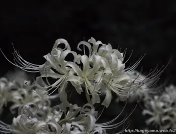 #calm #japanesevibe #quietlife #japantiktok #cleaningfyp 