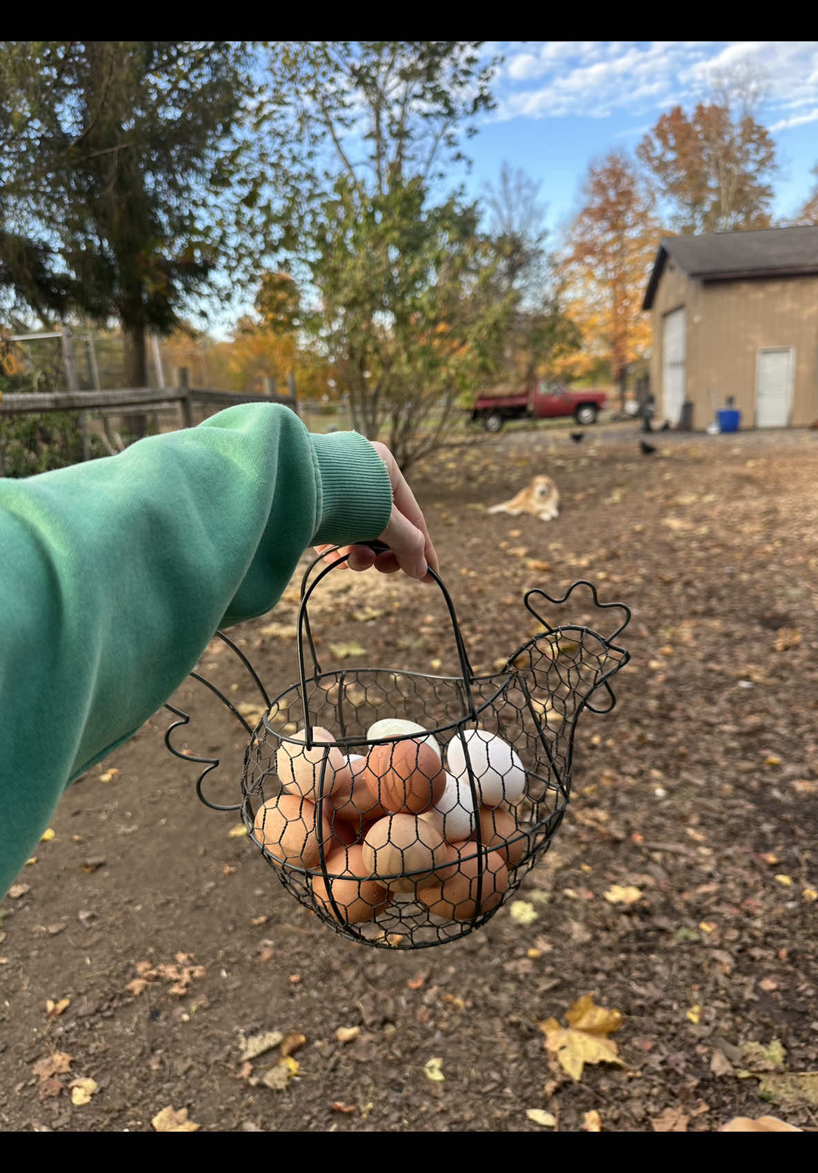 November 4th 🐔 Ever wonder why the egg basket looks a little empty this time of year? Our hens are molting… nature’s way of giving them a rest and a fresh set of feathers! #lauxfamilyfarm #eggcollecting #chickens #education 