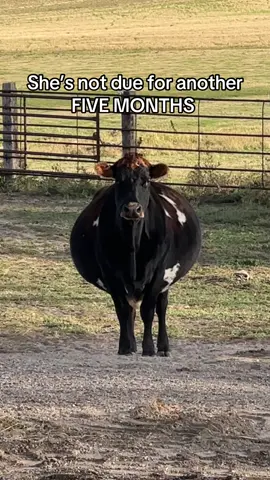 Delilah is large and in charge. You guys want to take bets on twins? #cow #milkcow 