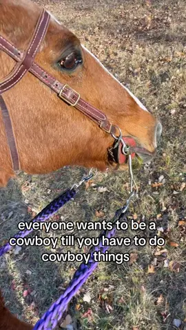 till i see you again baby boy ❤️ #fyp #horseloss #horse 