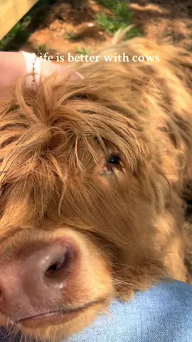 Life is better with cows @Dalton Davis #millcreekfarmstn #tennessee #highlandcattle #foryoupage #farmlife #cowsinthefrontyard #cookevilletennessee