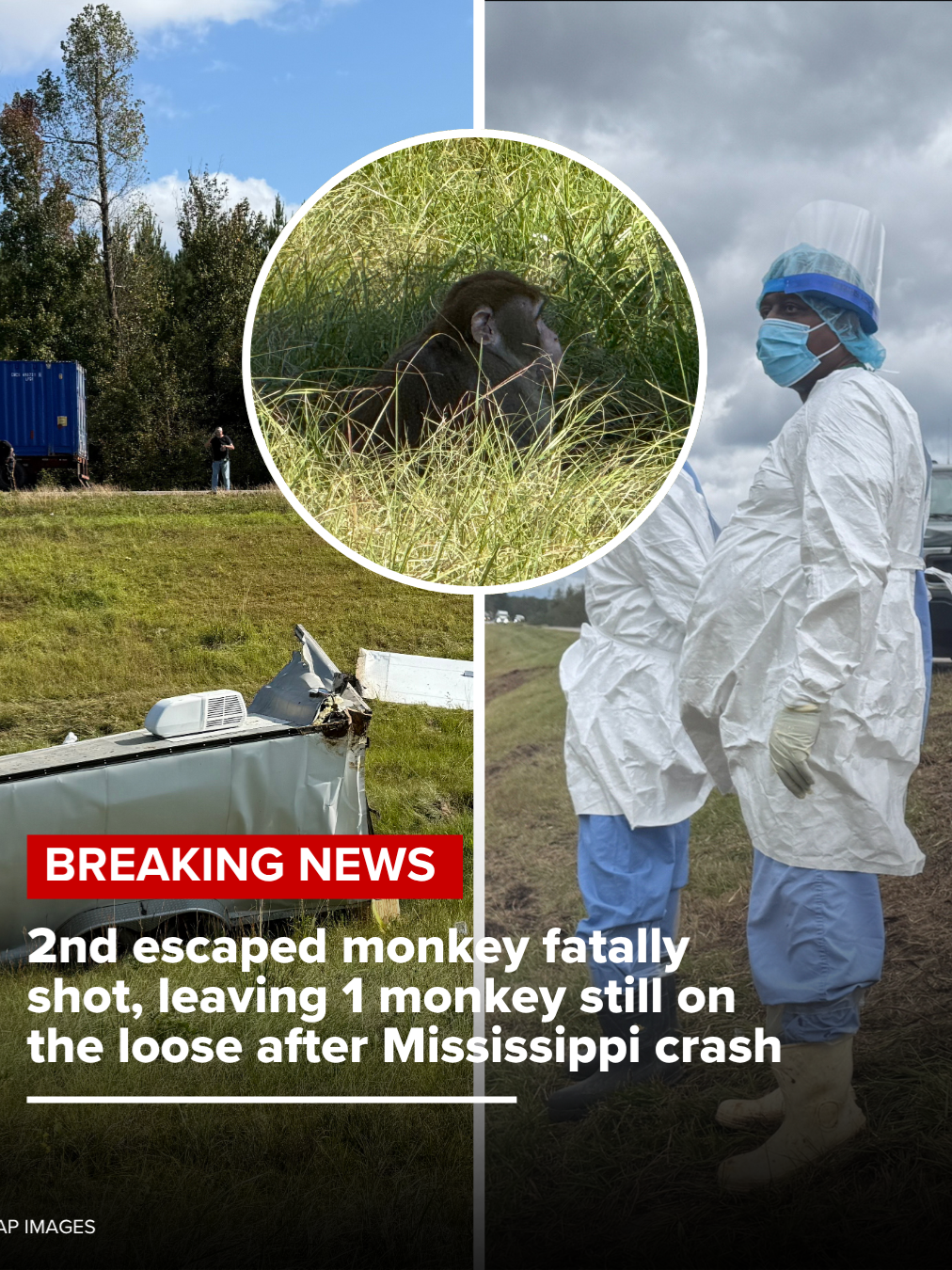 A homeowner in Mississippi has shot and killed one of the monkeys that escaped after a truck accident last week. #news #monkey #mississippi