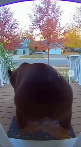 Bear was really trying not to break that🤣 #bear #ring 