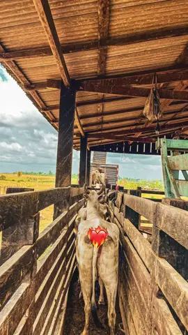 #fazmaracaipe #dorocapromundo #dorocapromundo #interior 