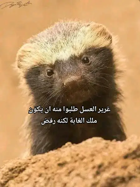 الشيكور غرير العسل #algeria #maroc #tunisia🇹🇳 #فرنسا🇨🇵_بلجيكا🇧🇪_المانيا🇩🇪_اسبانيا🇪🇸 #fyp#fyppppppppppppppppppppppp #غرير_العسل #الشيكور #عسولة🍯 #الشعب_الصيني_ماله_حل😂😂 #الجزائر🇩🇿 #ابجزائر_فلسطين_🇩🇿🇵🇸 #الجزائر_تونس_المغرب #اكسبلور #ابوني_ياك_باطل_ولا_حنا_مانستاهلوش #follow #pourtoii #fyp #trnding #tiktok #rai #راي_جزائري #subtitles #manini #pokerface #♉ #🇩🇿🇲🇦🇹🇳 #❤️‍ #🧠🧠🧠 #مااي_خلق_احط_هاشتاق #ليبيا_طرابلس_مصر_تونس_المغرب_الخليج #northafricantiktok ##honey #badger #national