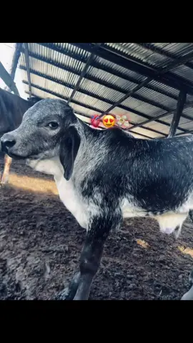 #animalito #ganaderia🐂🐎 
