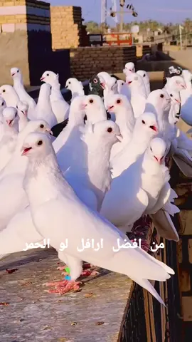 #طيور #ارافل #شعب_الصيني_ماله_حل😂😂 #صعدو_الفيديو_حته_استمر 