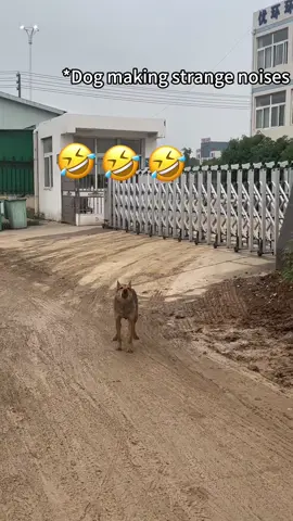 When your dog starts making noises you didn’t know dogs could make 🐶😂 #WeirdDogs #DogComedy #PuppyHumor #DogOwners #DogLife 