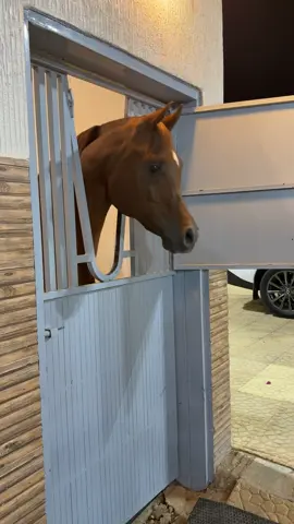 فزاع الناصر 💫🐎#فزاع_الناصر #نجران #اسطبل_السياده #خيل_وخياله🐎 #اكسبلور 