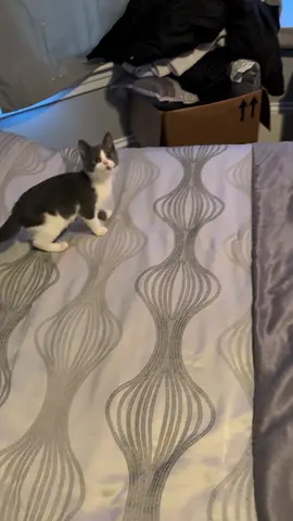 Who said they not coming to my house ‘cause I got a cat? That’s fine, you weren’t on the guest list anyway 😂🐱#KittenLife #catmomlife #blowthisup #foryoupage 