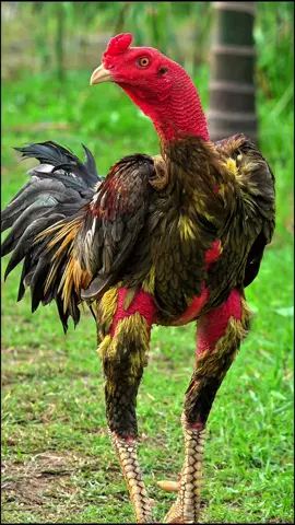 gà chọi đẹp  #?gachoivietnam🐓🐓🐓 