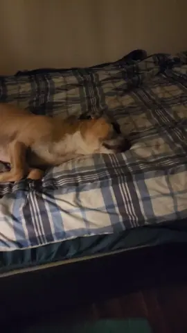 You never know what you're going to get! Will tear up the bed, hump your leg or run wild! #fyp #fypシ #dog #foryoupage #fy 