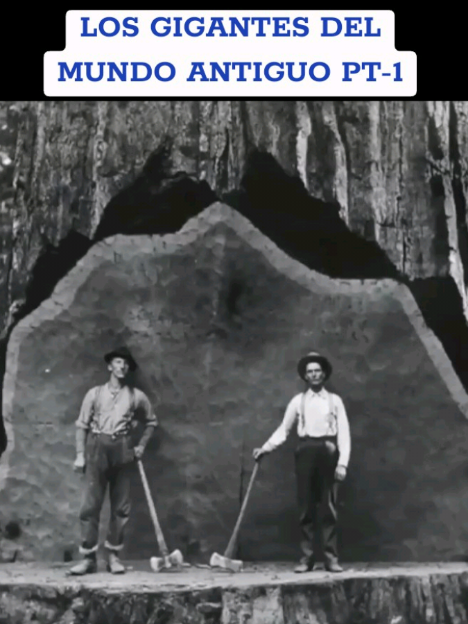¿Por qué talaron todos los árboles gigantes? | Parte 1: Los Gigantes del Mundo Antiguo 🌍  El mundo alguna vez estuvo cubierto por árboles colosales que tocaban el cielo. 🌳 Hoy solo quedan los últimos vestigios: los sequoias y redwoods, guardianes de una era olvidada. Las antiguas culturas hablaban de ellos como árboles sagrados, pilares entre la Tierra y el Cielo. ¿Qué sabían los antiguos que nosotros olvidamos?  #misteriosantiguos  #árbolesgigantes  #HistoriaOculta  #naturalezasagrada  #Despierta 