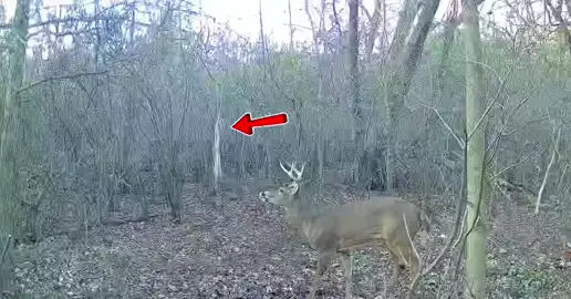 These scent ropes really work & are 100% natural #hodag #hodagoutdoors #hunting #tiktokshopblackfriday #tiktokshopcybermonday 