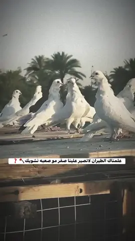 حمامات البطل @محمد عصمت العوكي #شابي🧿❤️ 