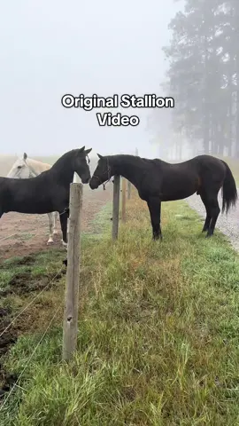 Replying to @addie 🍓 WARNING watch at your own risk‼️ “THERE is a Stallion with his D$$$ swinging around everywhere!”Because so many of y’all asked for the original sound. P.s apologize in advance for how many times I say hey in this video 😅 #horses #stallion #horsedrama 