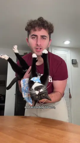 She loves her treat tunnel #funny #cattok #kitten #viral #catsoftiktok 