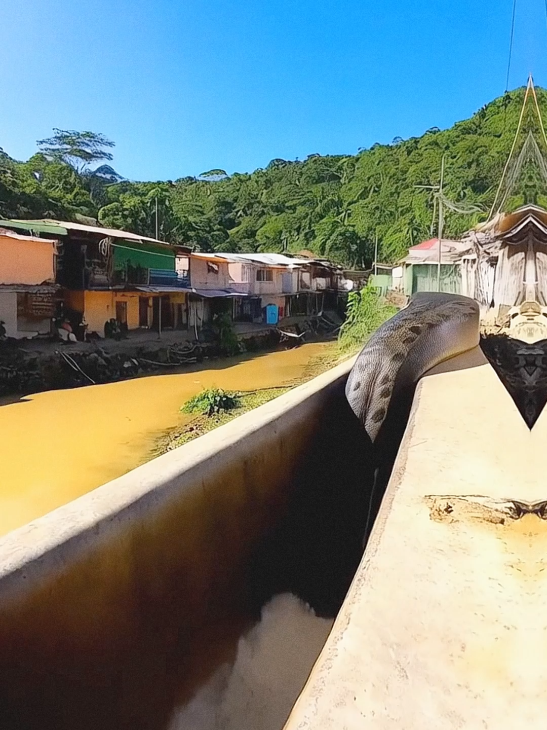 Giant anaconda frightens community #anaconda #snakevideo #giantphyton #jungle #giantsnake #snake