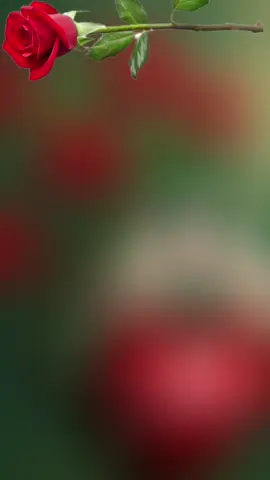 #صباح_الخير #صباح_الخير_لقلبك_وعيناك😍 #♥♥♥ #♥♥♥ #♥♥♥ 