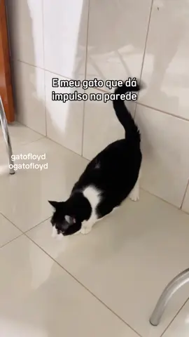 O ruim desse vídeo é que ele acaba #gatofeliz #amordegato #gatinhos #gatoviralata #gatofloyd 