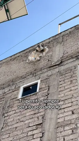 Mika la canija #husky #huskycore #huskylife #huskiesoftiktok #huskysiberiano 