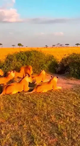 يوم تدور المشاكل 🤣🤣🤣#ضحك_من_قلبك_مع_صادق_العودي🤣 #تعليق_صادق_العودي #الشعب_الصيني_ماله_حل😂😂 