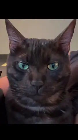 Face carddddddd #catsoftiktok #dogperson #fyp 