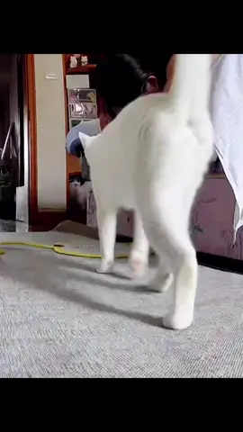 #contenido #viraltiktok #cat #pa #parati