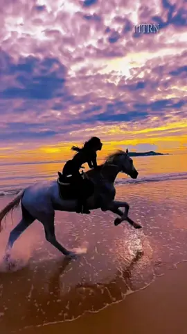 Des chevaux galopent sur la plage au coucher du soleil. La nature nous inspire et nous enseigne la vie. #nature #horse 