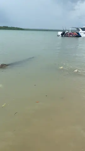 Croc bump 😂 #outbackwrangler #australia #island #wild #Islandlife 