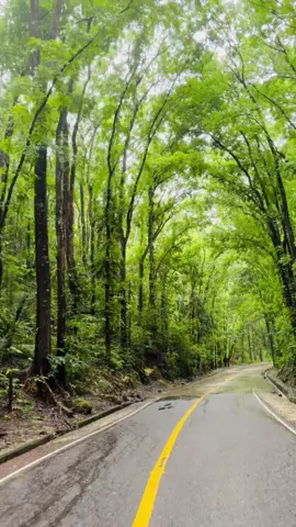 Through the heart of Bohol’s green tunnel. 🌿 #Bohol #ManMadeForest #BoholPhilippines #TravelBohol  #NatureVibes 